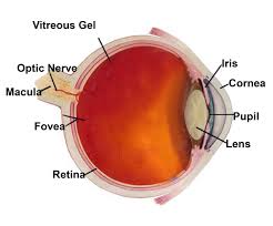 Razzano vision care is the local eye doctor to see for all of your optometry needs in dublin, oh. All About Your Eyes A Closer Look Inside From An Eye Care Doctor In Gaylord Mi Alpine Eye Care Alpine Eye Care