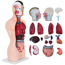 Maybe you would like to learn more about one of these? Buy Vevor 19 Parts Human Anatomy Model Pvc Material 85cm Tall Human Torso Model For Teaching Learning Online In Turkey B07n87grjc