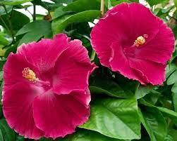 Pin On Flowers Hibiscus