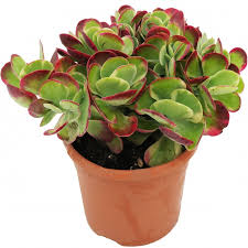 Maybe you would like to learn more about one of these? Kalanchoe Thyrsiflora