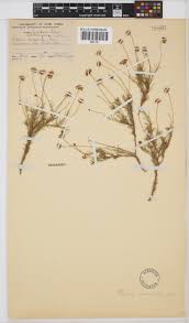 Image result for Felicia muricata