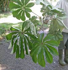 Image result for Cecropia pachystachya