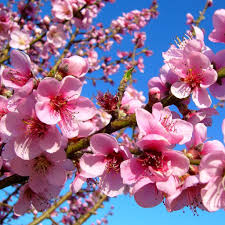 Peaches are widely eaten fresh and are also baked in pies and cobblers; Peach Tree Planting Care And Pruning The Tree Protecting If From Fungus