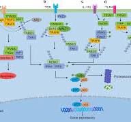 Targeting NF-κB pathway for the therapy of diseases ...