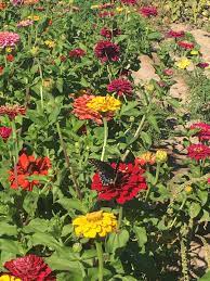 Sep 02, 2021 · welcome to our western blankets and pillows category. Calhoun Flower Farms
