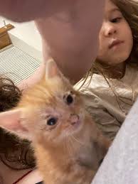 Kitten found in field, needs urgent home