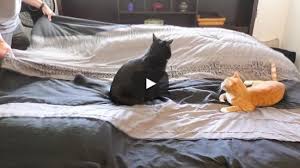 Da war es mir egal, was m. Mit Katzen Ein Bett Machen Herz Fuer Tiere De