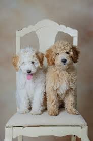 The combination of the gentle golden retriever and the highly intelligent poodle make a wonderful companion. Mini Goldendoodles By Www Beckkennel Com Cute Dogs Puppies Goldendoodle Puppy
