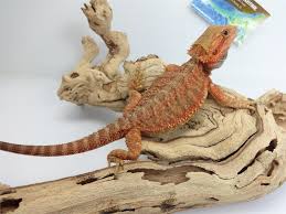 These beardie morphs have yellow as their dominant color and may have other colors. Baby Orange Citrus Bearded Dragon