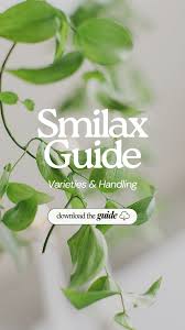 Image result for Smilax