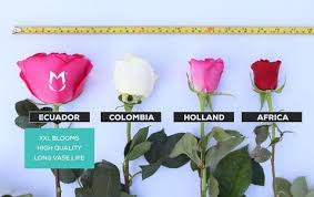 We did not find results for: Preserved Roses Everything You Need To Know Palatial Petals