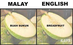 Buah sukun dapat dipanen baik ketika masih muda maupun setelah matang. What S Ciku Kedondong Langsat And Buah Sukun In English