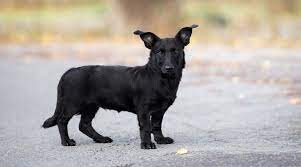 20 Different Corgi Mixed Breed Pups That Will Melt Your Heart Corgi Mix Breeds Corgi Cross Breeds Corgi Mix
