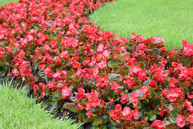 Check spelling or type a new query. 13 Flowering Plants Rabbits Will Leave Alone Gardener S Path
