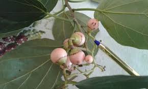 Image result for Cordia africana