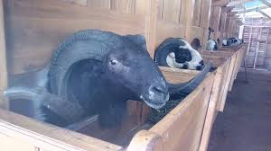 Aug 27, 2016 · kandang kambing yang sehat adalah kandang kambing yang mempunyai desain yang baik untuk pembuangan kotoran dan tempat untuk menaruh makanan kambing itu sendiri. Rahasia Perawatan Domba Aduan Seharga Ratusan Juta Di Garut Regional Liputan6 Com