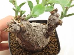 Image result for Euphorbia platyrrhiza