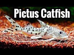 Pictus Catfish Care And Tank Mates Youtube