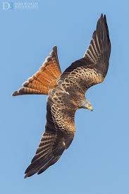Red Kite Red Kite Pet Birds Animals