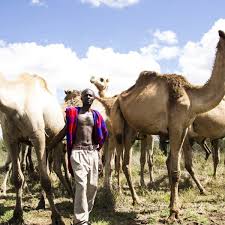 Add in unusual activities like scaling mount kenya, camel trekking, visits to chimpanzee sanctuaries and flips in a vintage open cockpit biplane, and laikipia and lewa are their decks are great places to settle down with a cup of kenyan coffee to watch the sunrise and animals emerge to drink at first light. Samburu Camel Trekking Best Kenya Safari Experiences Art Of Safari