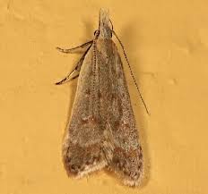 Image result for Disperis sp. nov. aff. macowanii