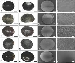 Image result for Achyrospermum laterale