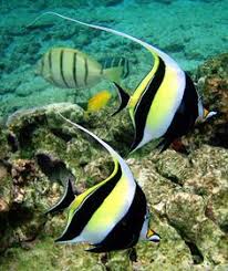 Black And White Spotted Saltwater Fish Pin By Barbara Blackwood On Underwater Exploring Beautiful Sea Creatures Sea Fish Marine Fish