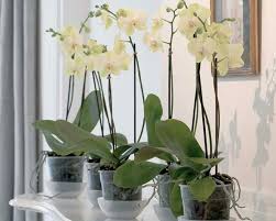 Riuscire a coltivare con successo le orchidee in casa non è un'impresa così difficile come potrebbe sembrare. Come Curare Le Orchidee In Casa Per Fioriture Spettacolari Benessere Alimentazione Sana Prodotti Bio E Rimedi Naturali Soluzionibio It