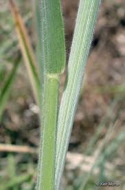 Image result for Holcus