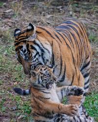 The Strong Jaws Of The Ma Animals Beautiful Animals Wild Wild Cats