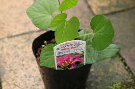 バーベナ バネッサ 可愛らしいお花はいかがですか 大洋グリーンブログ