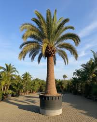 Image result for Phoenix canariensis