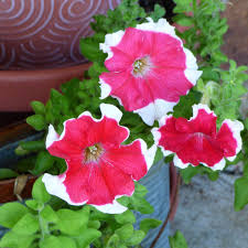 Maybe you would like to learn more about one of these? Caring For Petunias In Pots How To Grow Petunias In Containers