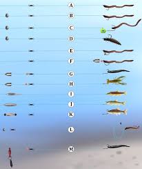 Basic Rigs Fishing Outposts Trout Fishing Tips Fishing Tips Crappie Fishing