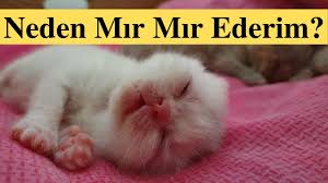 Yeni Dogan Yavru Kediler Neden Mirlar 2020 Yavru Kediler Kedi