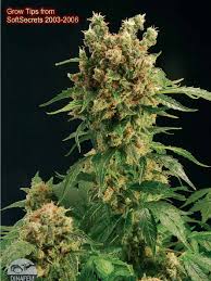The indoor/outdoor medical grower's bible jorge cervantes is the most trusted name in marijuana cultivation explains all the essential techniques to grow indoors, outdoors and in. Marijuana Growing Guide Pdf