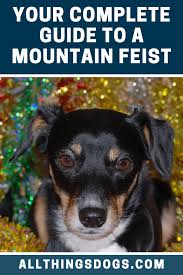 Keep an eye on the news for updates. Mountain Feist Mountain Feist Dogs Miniature Pinscher Dog