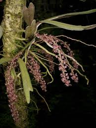 Image result for Rhipidoglossum rutilum