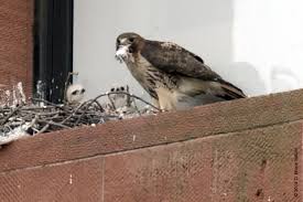 In flight, translucent crescents near the wingtips help to identify the species at a distance. Update On The Baby Red Tailed Hawks At N Y U The New York Times