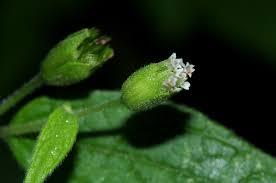 Image result for Blainvillea gayana