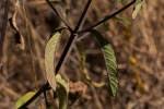 Image result for Bothriocline quercifolia