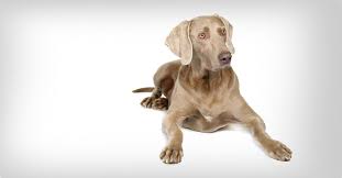 Image result for výmarský dlouhosrstý ohař