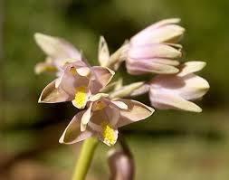 Image result for Eulophia elegans