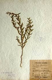 Image result for Polygala erioptera