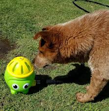 Lego And His New Sprinkler Red Heeler Heeler Animals