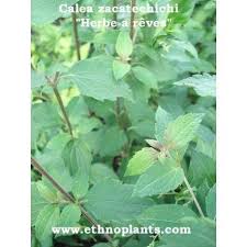 Hierba De Los Suenos Planta De Calea Zacatechichi Para Comprar Feuilles De Plantes Planter Des Graines Herbe