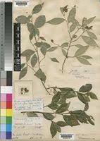 Image result for Rinorea angustifolia
