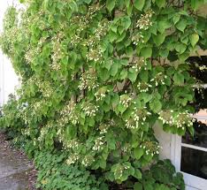 Image result for Hyparrhenia dregeana