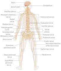 (c) mixed nerves perform both afferent and efferent functions. Introduction To The Nervous System Boundless Anatomy And Physiology
