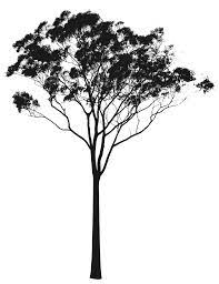 Eucalyptus Or Gum Tree Silhouette Australia Tree Photoshop Tree Silhouette Tattoo Tree Silhouette